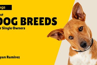 Best Dog Breeds For Single Owners