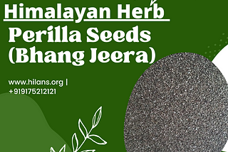 Himalayan Herb: Perilla Seed or Bhanjeera