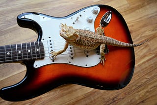 Lizard straddling the strings and pick-ups of a Fender Stratocaster Sunburst solid bodied electric guitar