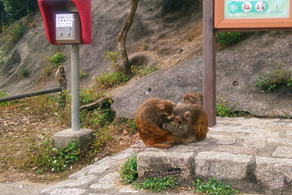 Where to find the Monkeys? Hong Kong’s Nature and Islands- Part 2