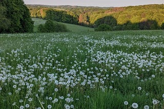 ️️ ️️️️️️️ ️️️ ️️️ ️️️ ️️️ ️️️ ️️️ ️️️ ️️️ ️️️ ️️️ ️️️ ️️️ ️️️ ️️️ ️️️ ️️️ ️Wildflower