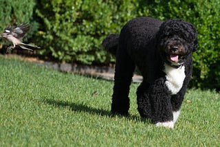 Bo, Obama’s ‘Most Reliable Friend’ in D.C., died at the age of 12 years.