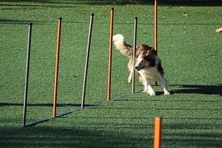 A dog is dashing through an obstacle course.