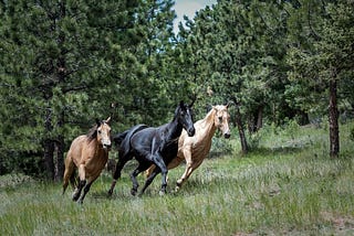 7 Horses