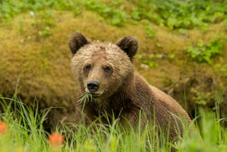 A Bear is not just a Bear: Recognizing the Individual in Wildlife Conservation