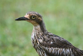 Close up of the head, neck and upper part of the body of a large bird. The bird has a robust, dagger-like black bill, huge golden eyes and a moderately long neck. Its feahers are mostly shades of brown with white. It has been capering in the rain, so it is wet and not at its most glamorous. The backdrop is an out-of-focus lawn.