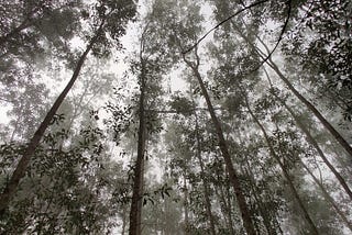 Afternoon Walk During a Pandemic