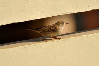 How A Sparrow Saved Our Lives