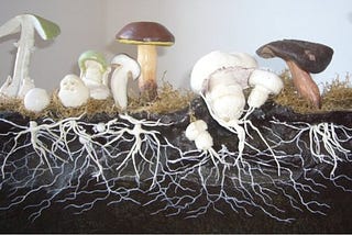 Fungi Economies Solve Wealth Inequality: