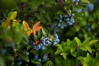 Ty Ty Nursery on Planting, Caring for, & Harvesting Blueberry Bushes