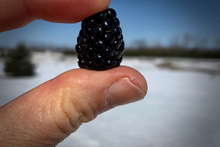 A Blackberry in The Depths of Winter