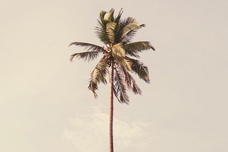 Aesthetic stock image shows a single palm tree against a clear sky backdrop. The image is purely for decorative use only to support the blog post on My Digital Detox Experience; How Going Off-Grid For 5 Days and Disconnecting Benefited My Well-Being