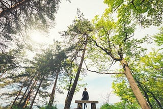 Person sitting on a bench under a group of tall towering green pine trees with the sunlight filtering through the trees.