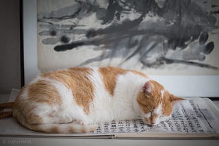 cat sleeping on print of sacred buddhist text, the heart sutra