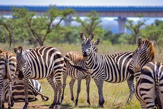 Advice for ensuring your safety while traveling in Tanzania