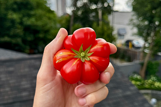 A hand holding a bright red tomato that has many dimples and is rather delightful looking.