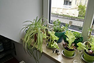 Ethical dilemmas with plants, a pot and me drinking tea