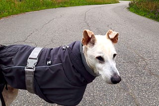 My Elderly Dog Struggled to Walk — These 10 Daily Changes Helped Make Him More Mobile