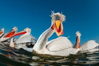 These incredible photos of birds are beyond beautiful