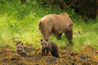 No Place for Grizzly Bear Hunt: Ethics and Emotions Informed by Science