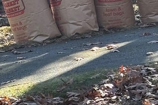 Bags of leaves ready to be hauled away to the recycling center.