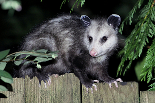 O Possum, O Possum, Wherefore Art Thou?