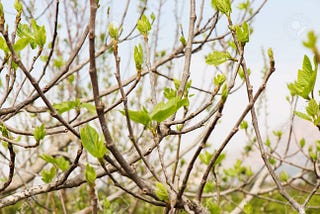 Small, budding leaves on the branches of a fig tree.