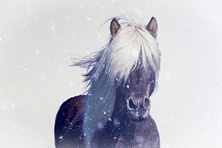 The Icelandic Horse