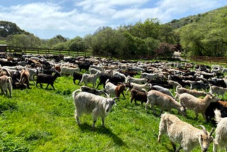 Firefighting Goats Deployed at TomKat Ranch