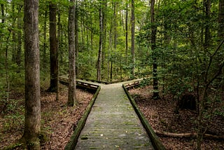 A boardwalk in the forest diverges into two paths chosen to symbolize that we repeatedly walk paths by chance and are then faced with decision-making points in life. Credit:BackyardProduction #Child-FreeLife #Child-Free #ChildfreeByChoice #ChildfreeByChance