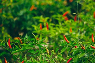 Bird’s Eye Chili Plants — ADF