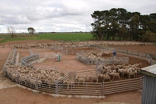Things You Need to Know About Cattle and Cattle Yards