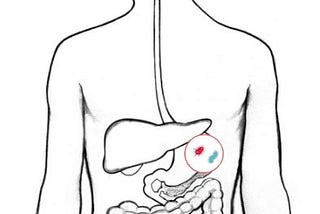 The journey of food in your gut