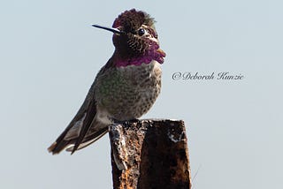 A Day of Frustration: Me vs. the Anna’s Hummingbird