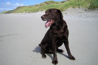 What is it about dogs?