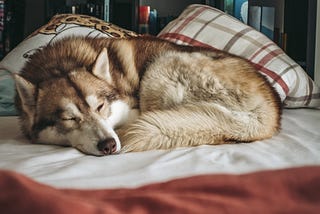 How Often Should you Groom your Husky at home?+ Easy Tips