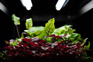 Grow Lights — An Introduction