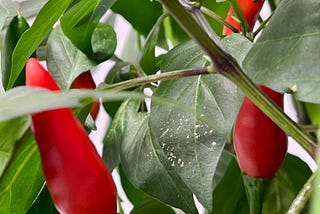 Chilli Heat.