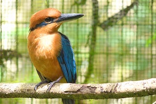 A sihek sits in captivity. It has cinnamon red feathers and bright blue wings. It has a large black beak with a blue stripe that wraps around its head.