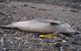 A 500 kg Dolphin was washed ashore
