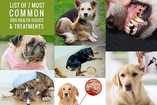List of 7 Most Common Dog Health Issues & Treatments