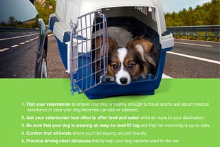 Tips for traveling on vacation with your pet