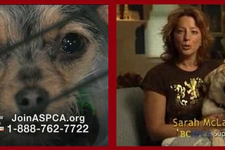 Sarah McLachlan’s PSA: Angels, dogs & cats