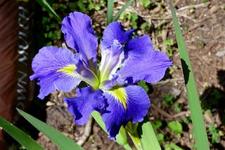 How to Care for Japanese Iris