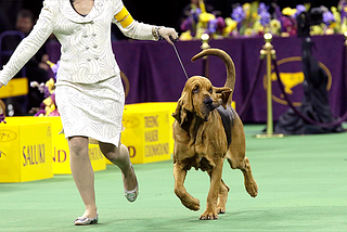 They’re Wearing What? Dog Show Handlers Edition