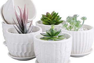 Good type of Pot for Aloe Vera