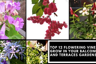 Top 12 Best Flowering Vines to Grow in Your Balconies and Terrace Gardens