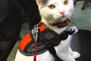 What Is an Emotional Support Animal (ESA), and Why Do They Matter?