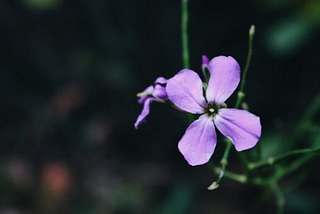 A shrinking expanding violet