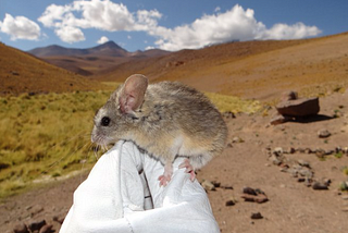 Meet the Mars-Ready Mouse: Able to Survive in Alien Conditions